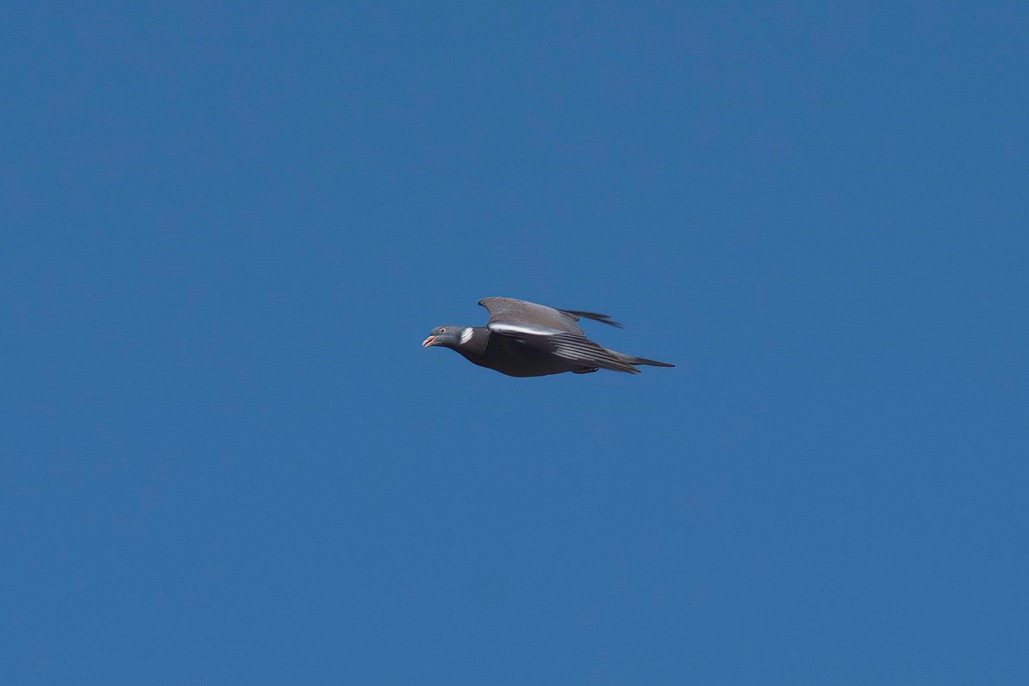 Common Wood-Pigeon